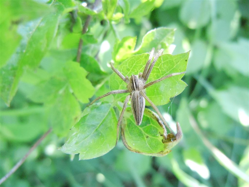 Pisaura sp. - San Leucio (CE)